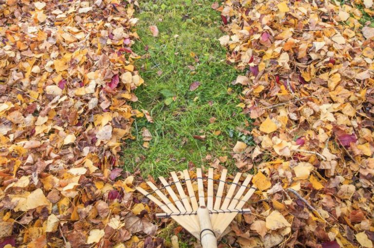 Raking Leaves